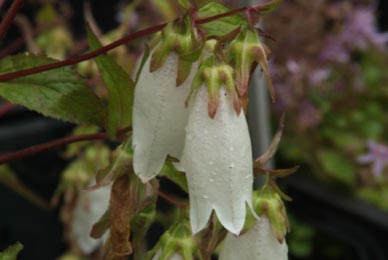 Campanula punctata 'Alba' bestellen